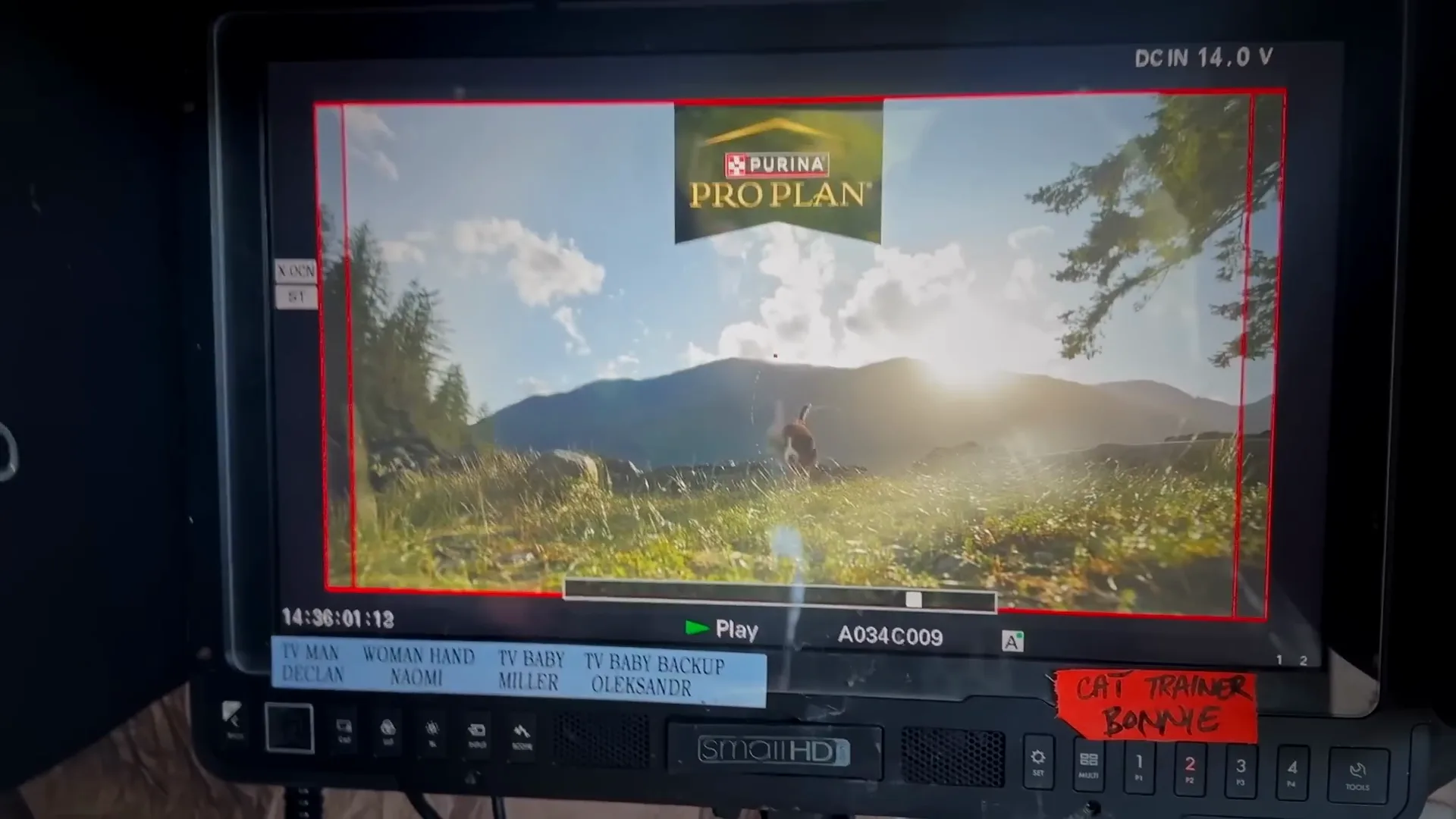 A field monitor frames the mountain dog scene