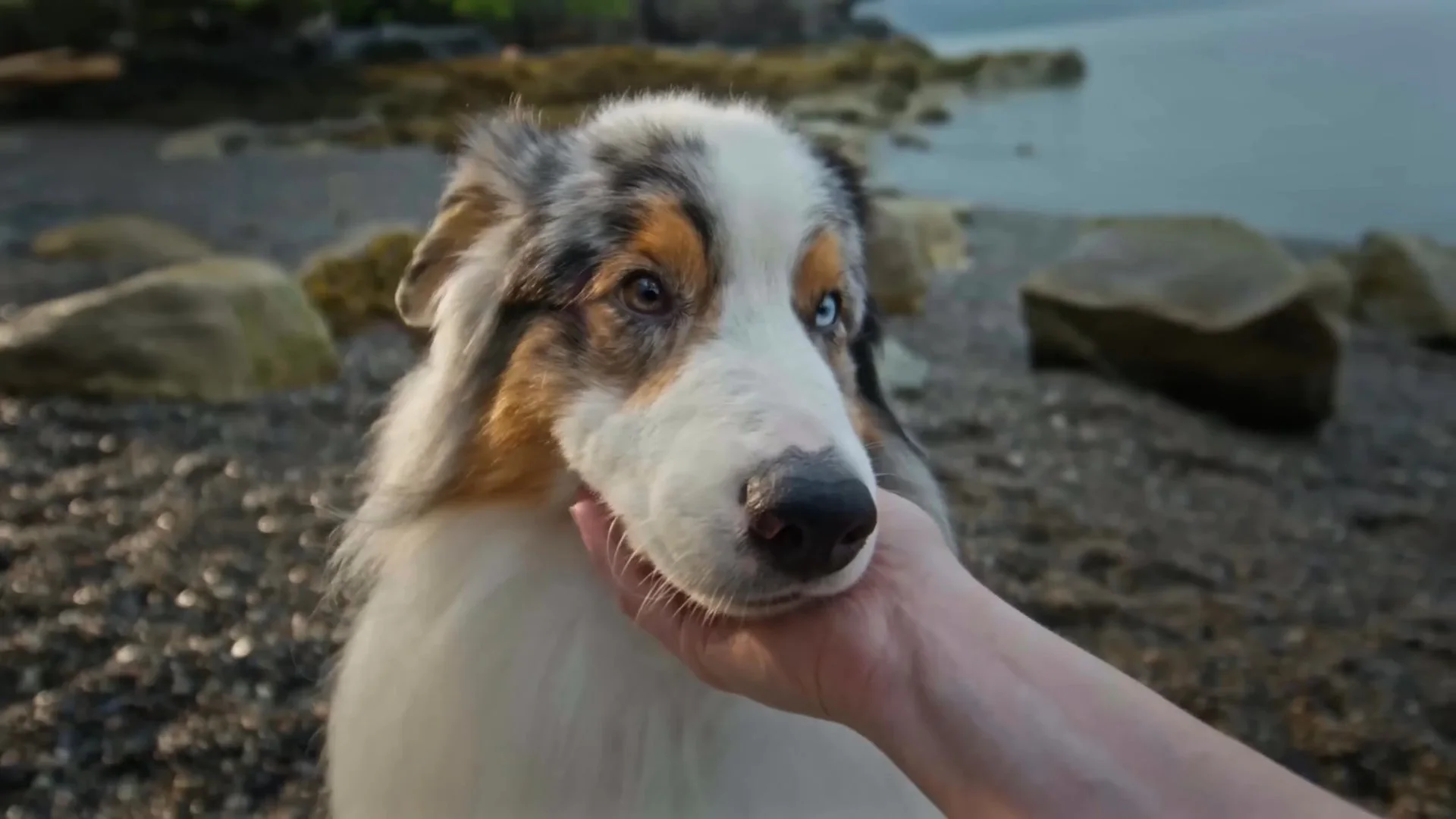 A trainer steadies a dog on the rocky shore