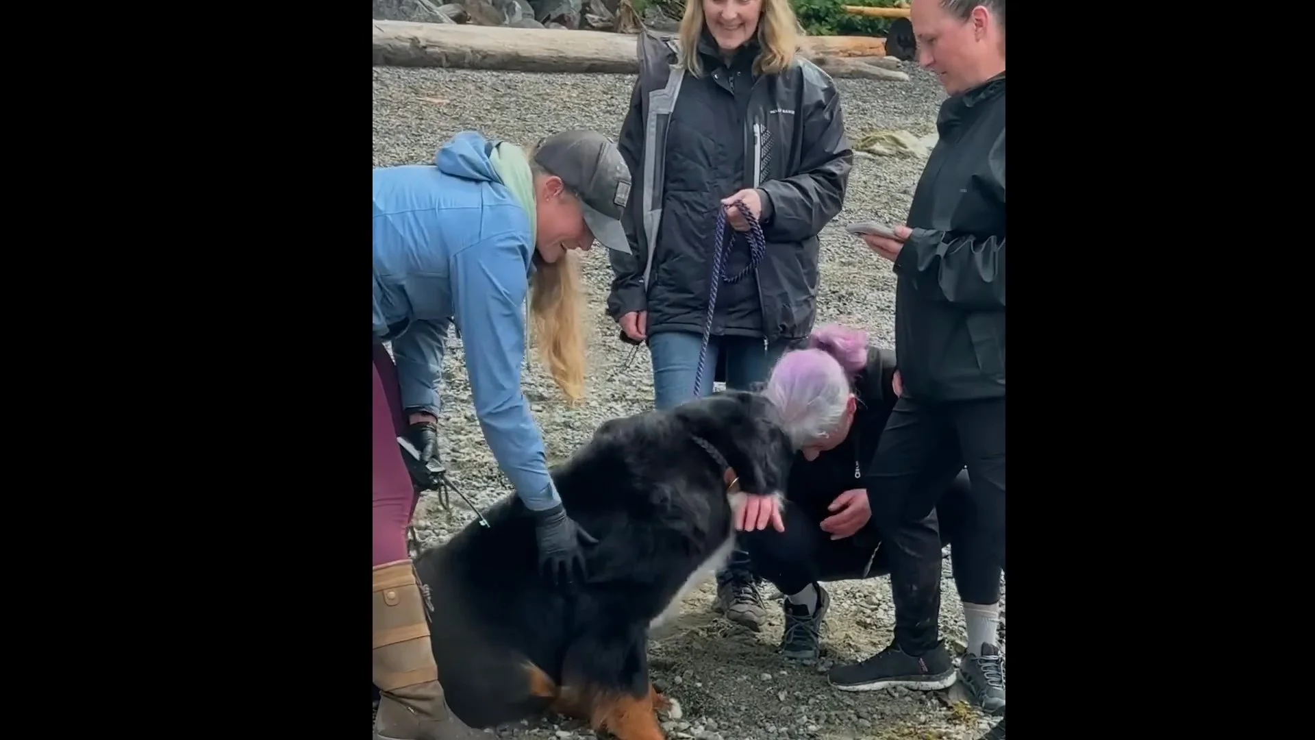 Animal handlers gather around a dog on the pebble beach