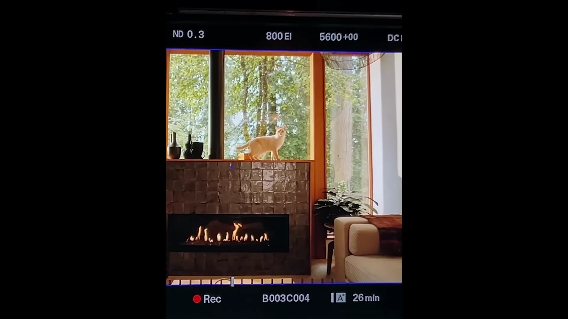 A camera monitor composes a cat above the fireplace