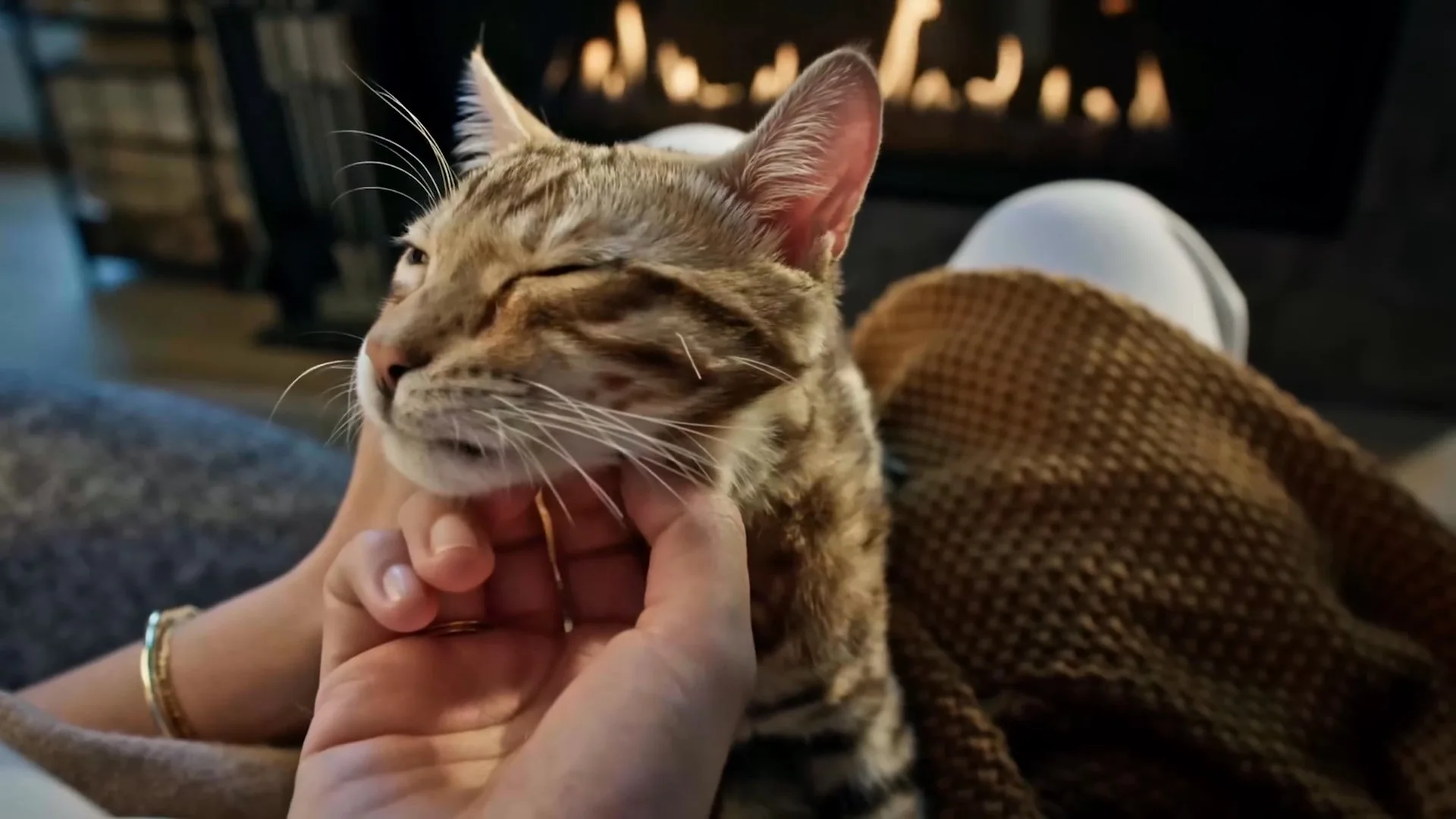 A tabby cat relaxes while a hand scratches its chin