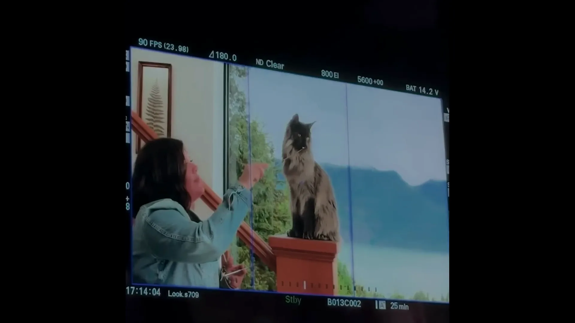 A production monitor captures the cat performance close-up