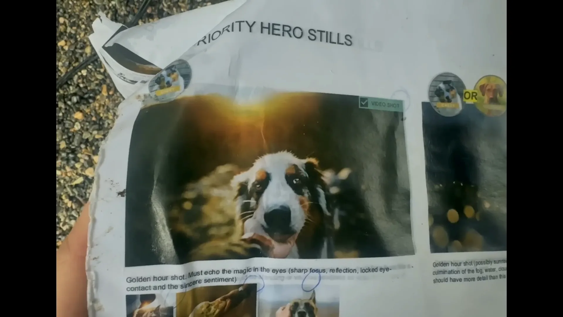 Printed dog photographs guide the campaign hero imagery