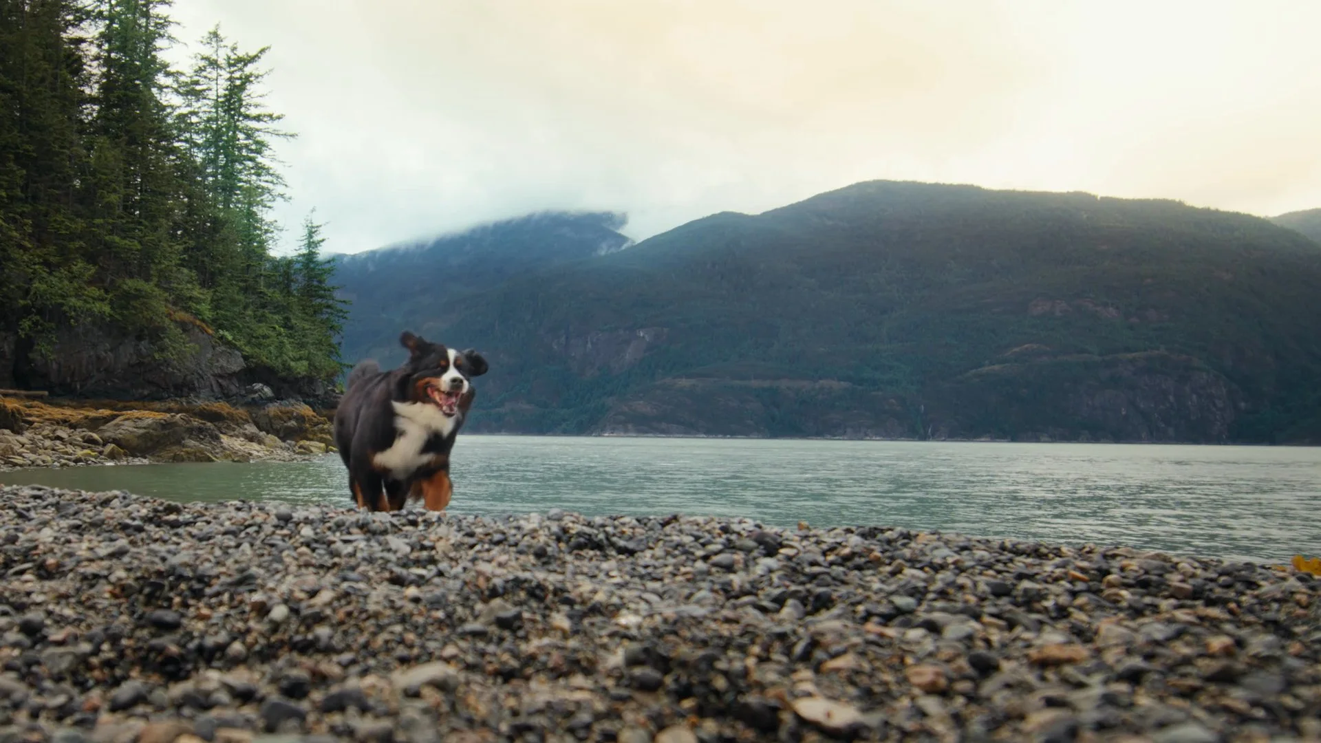 A dog runs along a rocky shore beneath distant mountains
